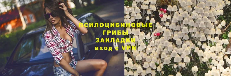 Псилоцибиновые грибы Cubensis  продажа наркотиков  Белебей 